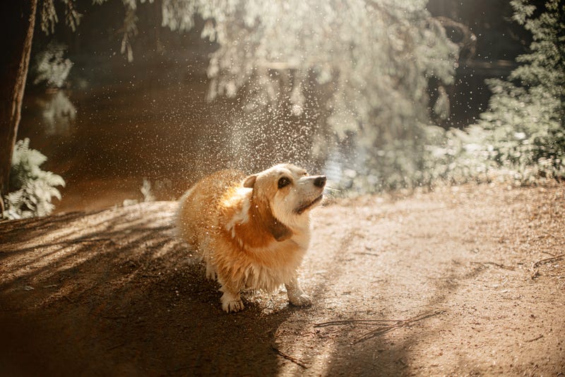 Hot Corgi