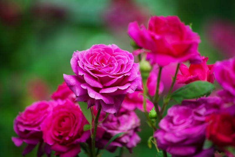 From Now On I will stop and smell the roses to inhale their beauty.