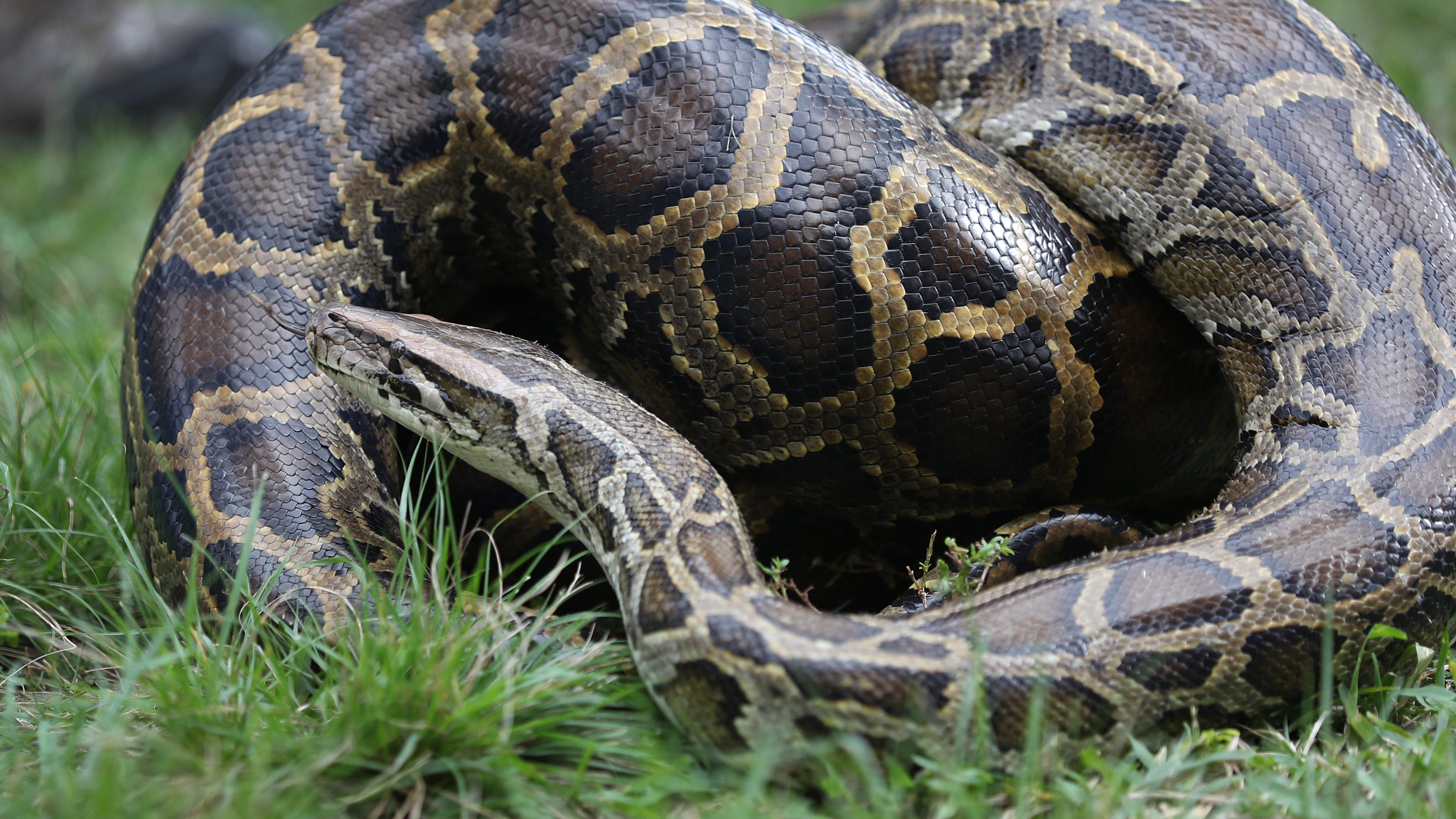 WATCH: 10-foot python shocks shoppers, slithers through supermarket