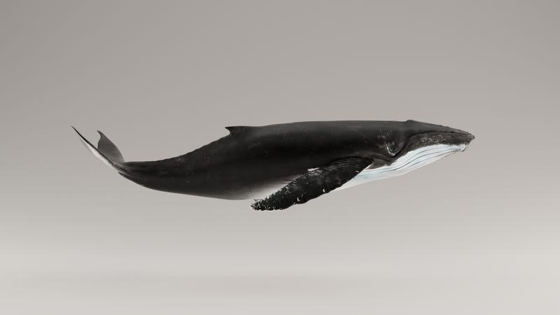 Tiny group of whales in Gulf of Mexico is a new species