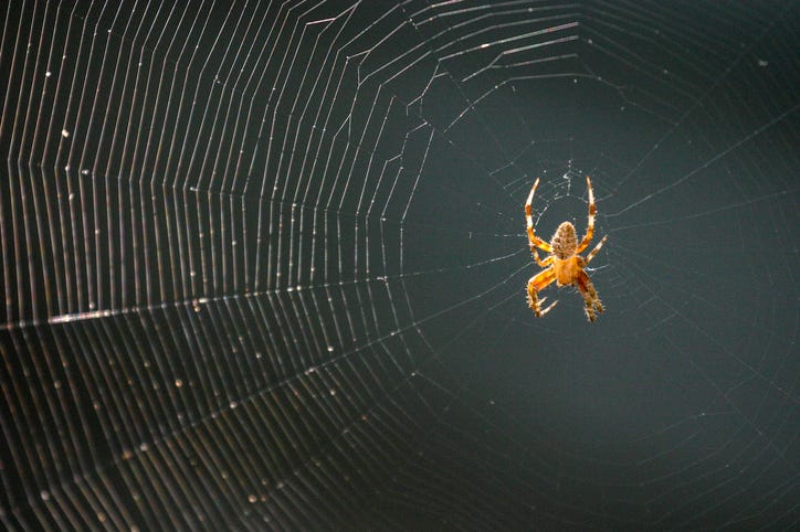 Spider