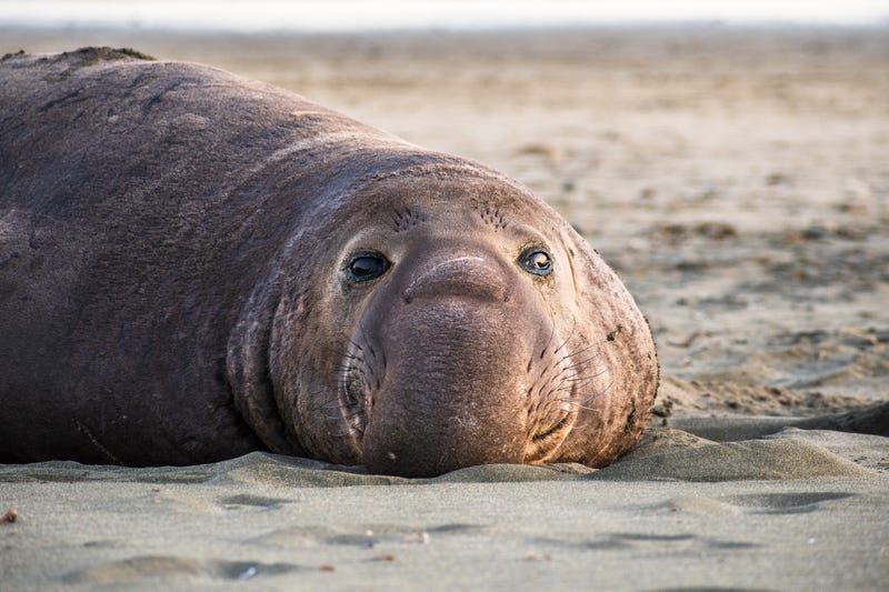 Close up of a male elephant seal resting on Drakes Beach at Point Reyes National Seashore.