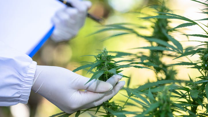 Texas Senate approves bill expanding medical marijuana, may not make it to Governor in time