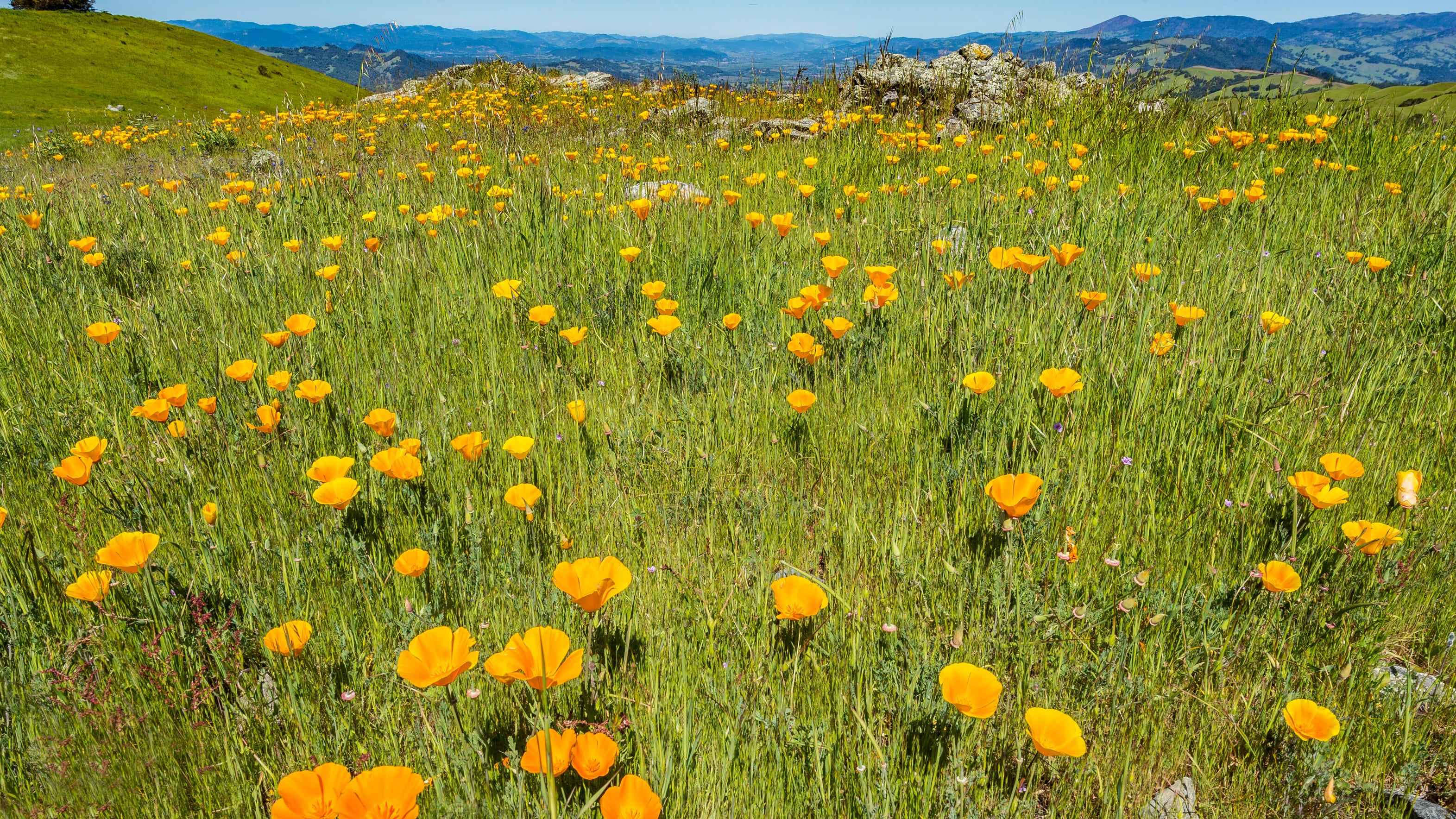 1Thing: 5 reasons why you should plant more native species