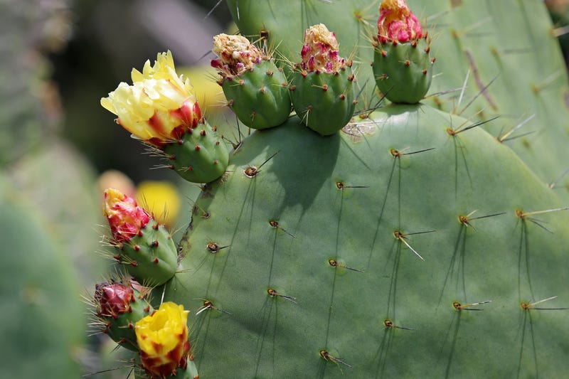 blooming prickly pear at Mendocino Coast Botanical Gardens