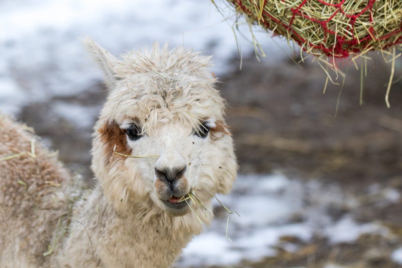 File Photo: Alpaca