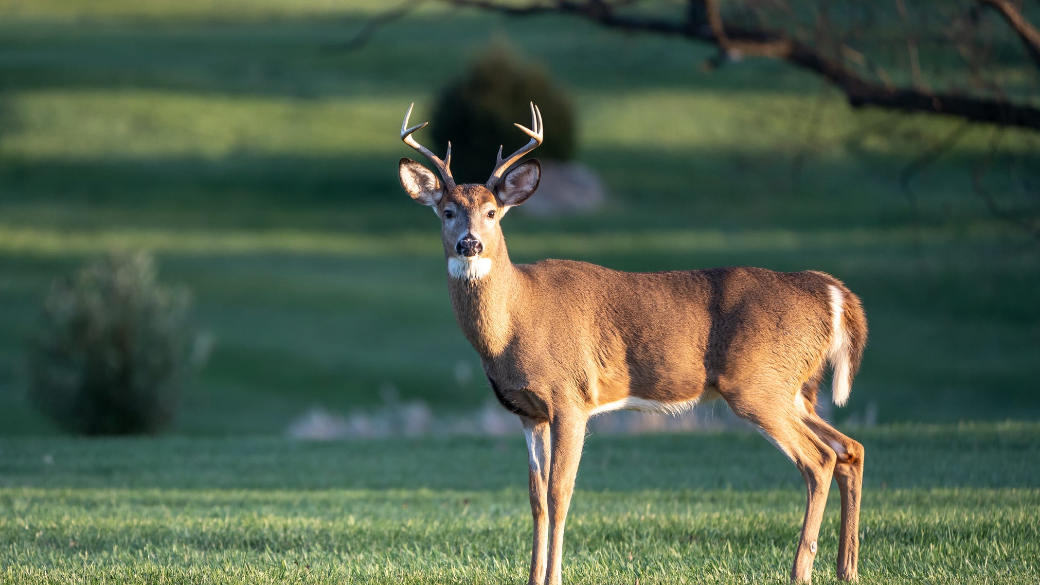 AAA: it's peak season for deer-vehicle collisions