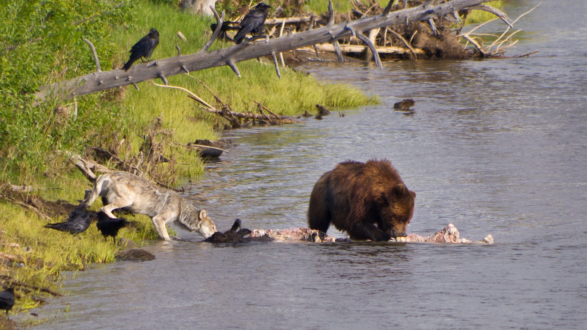 WATCH: Wolves at Yellowstone keep biting grizzly bear butts