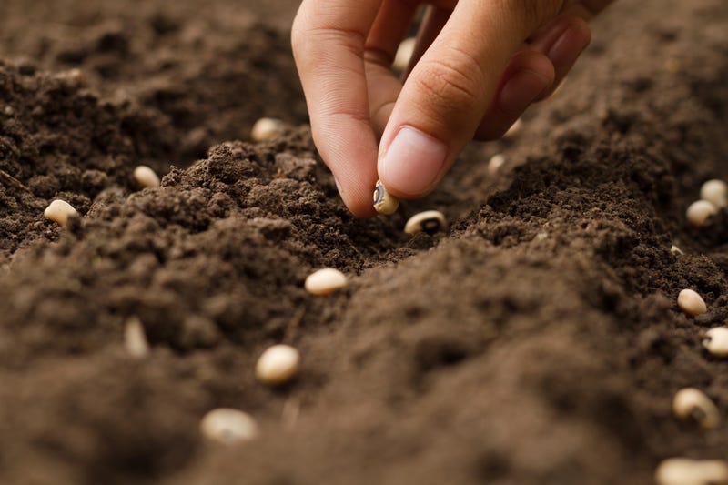 Closeup hand sowing seeds to losing soil at garden