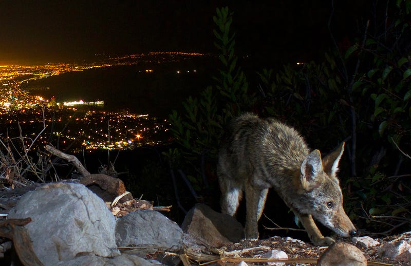 Coyote Santa Monica