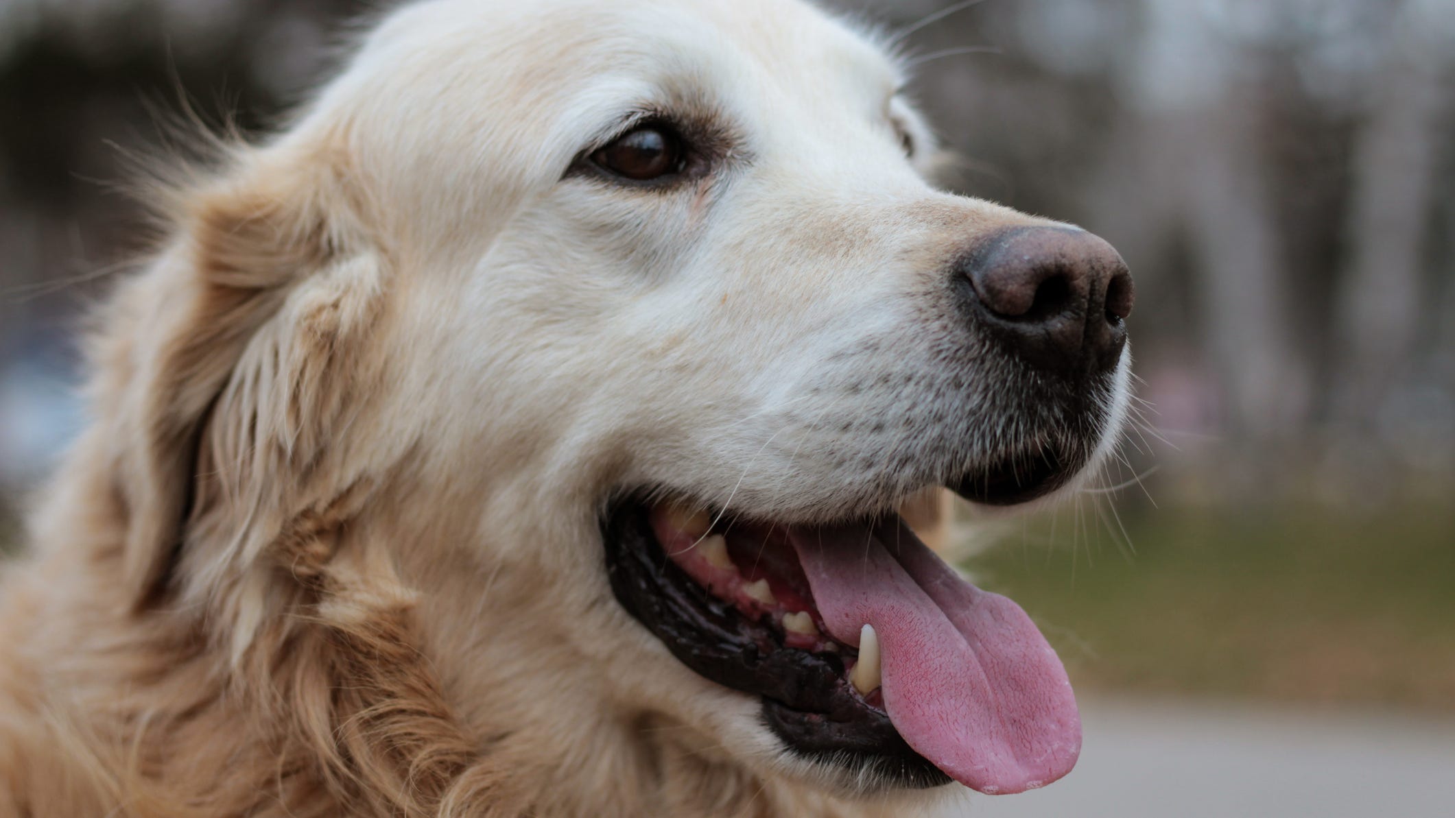 New Jersey Dogs of Honor helps veterans battling post-traumatic stress