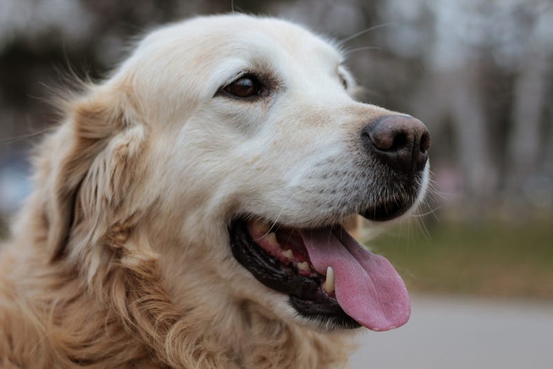A service dog.