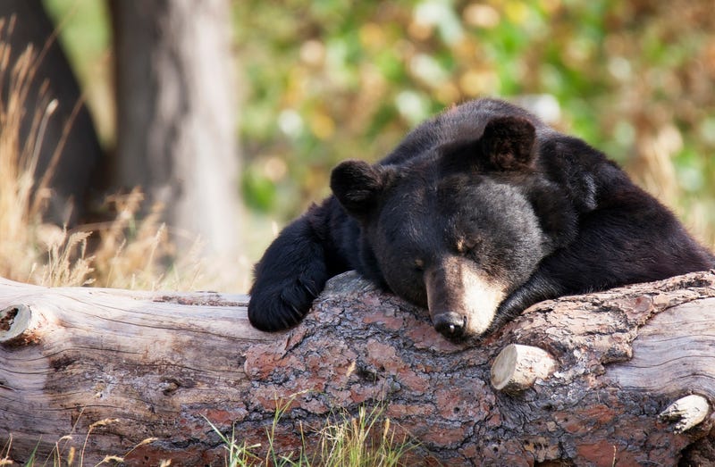American Black Bear