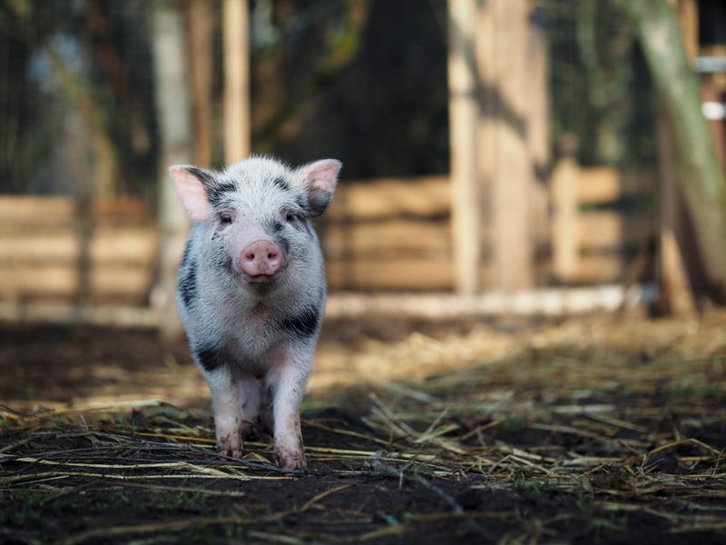 Portrait of a spotted pig