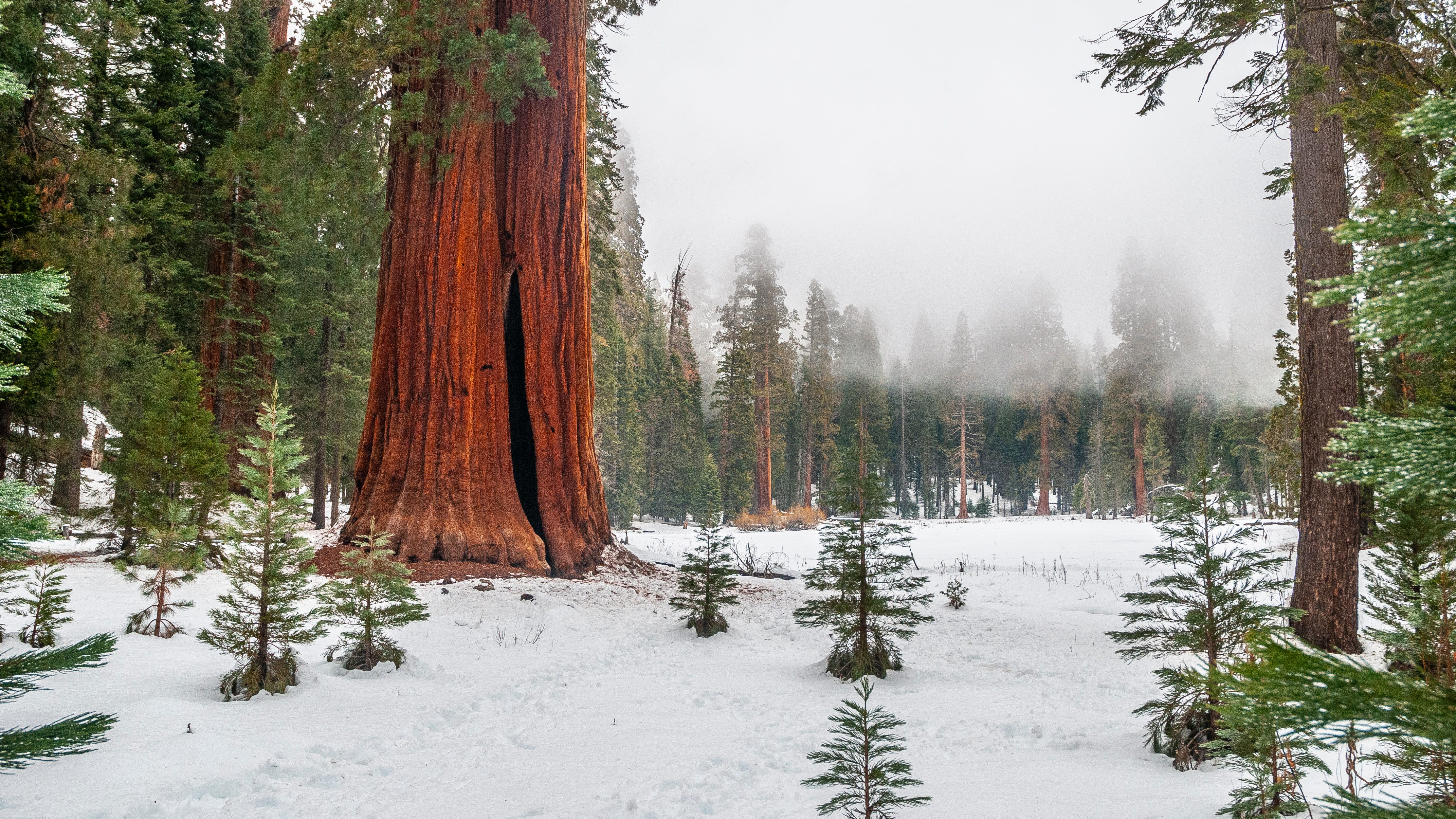Hiker, missing for four days, miraculously found alive in Sierra wilderness