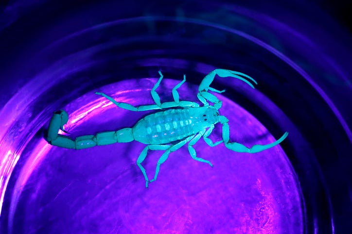 a scorpion