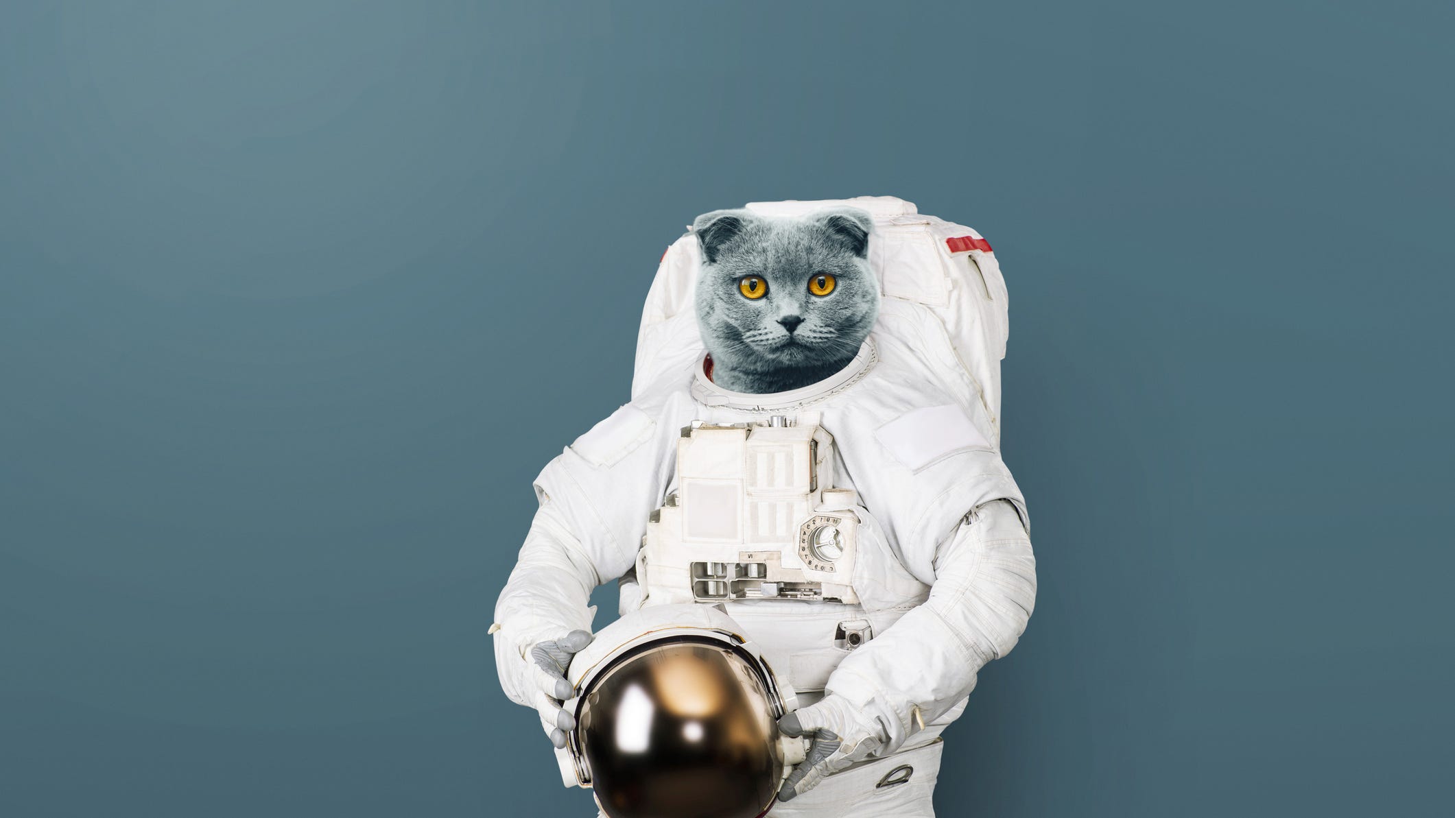 On this day in 1963, France joined the space race by sending a "catstronaut" to space