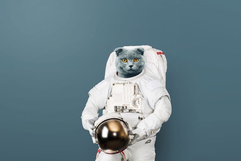 Cat in astronaut suit