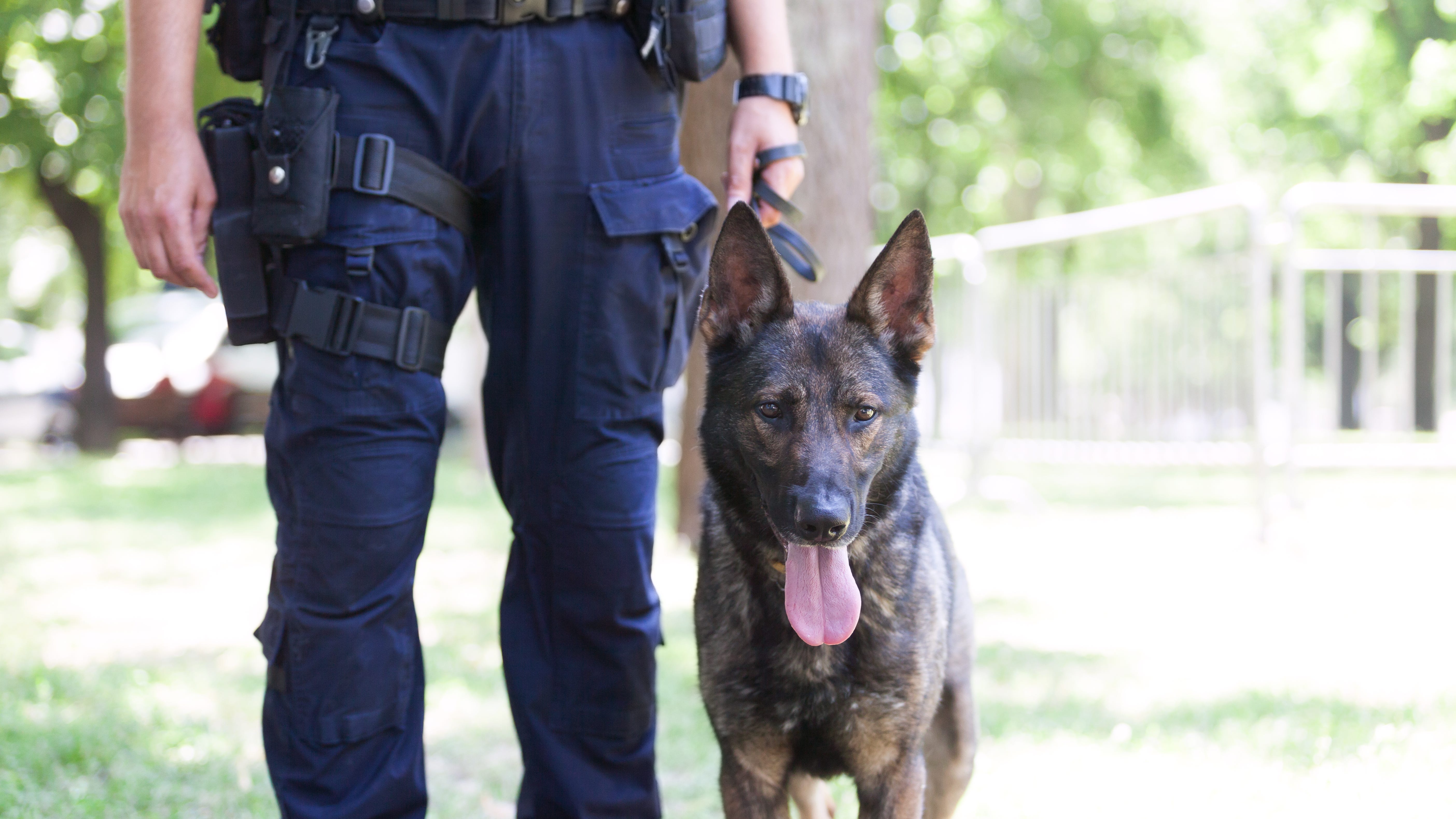 San Diego to pay $600K to woman attacked by police dog