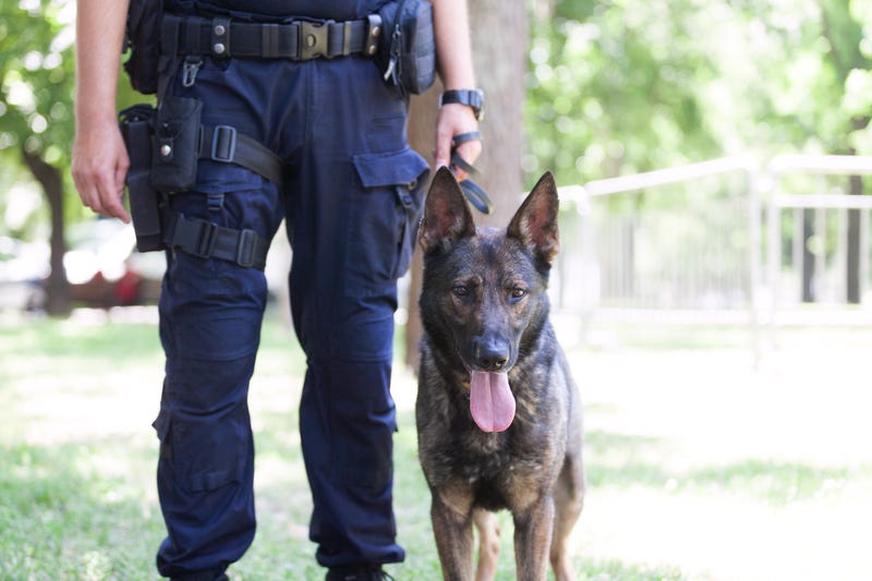 Police dog