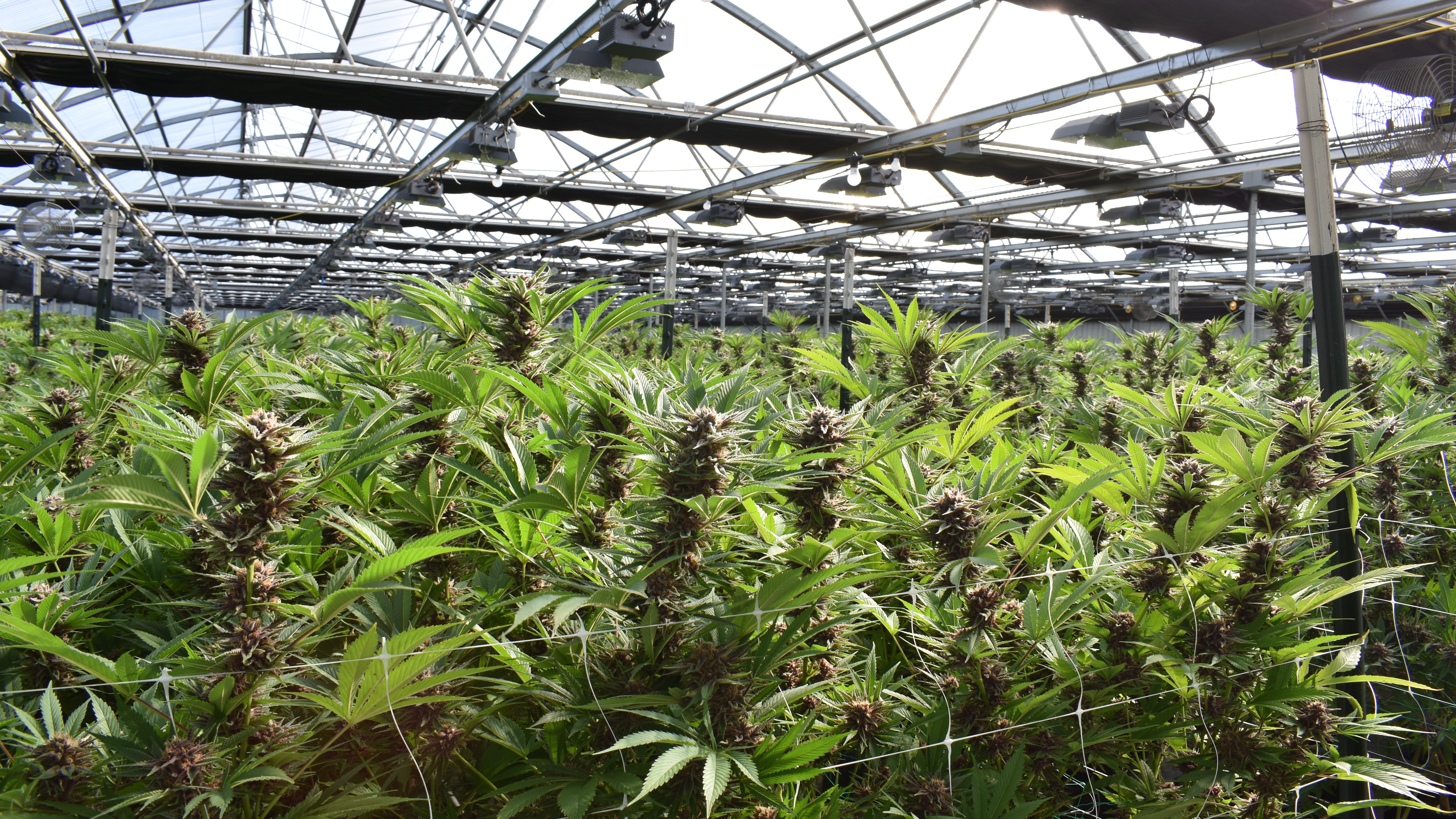 Voters in New Jersey will decide if state should legalize recreational marijuana