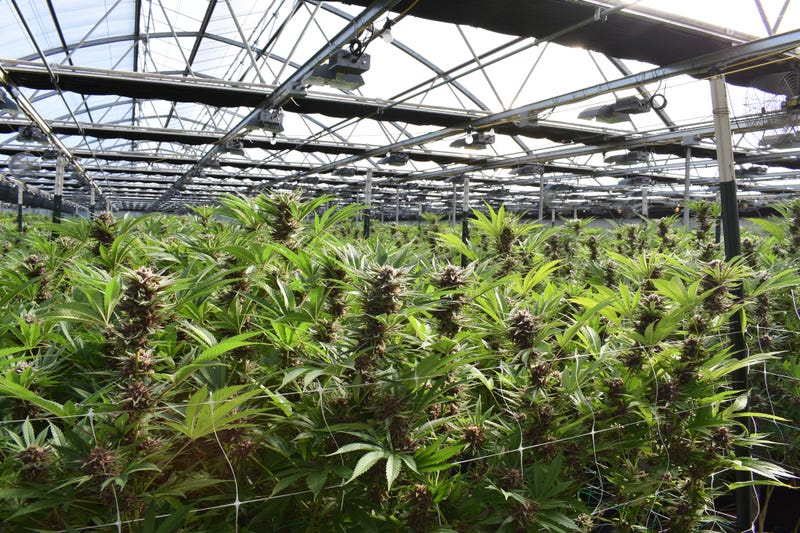 Cannabis plants