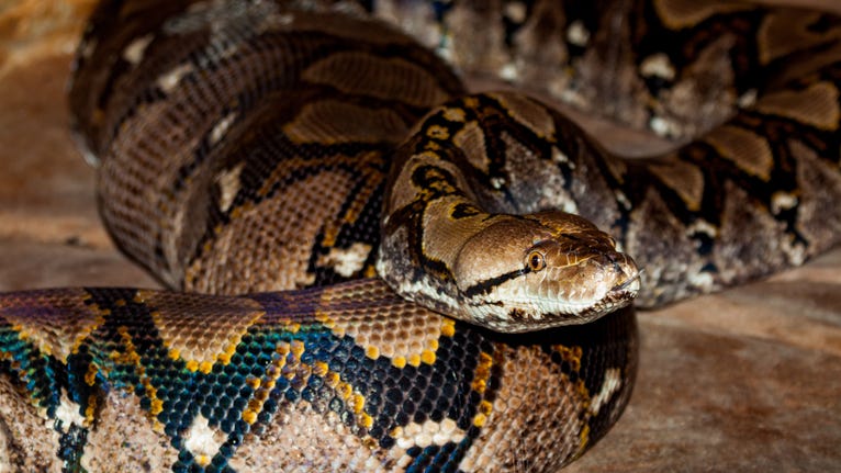 PHOTO: 8-foot snake discovered in trash bin outside family home