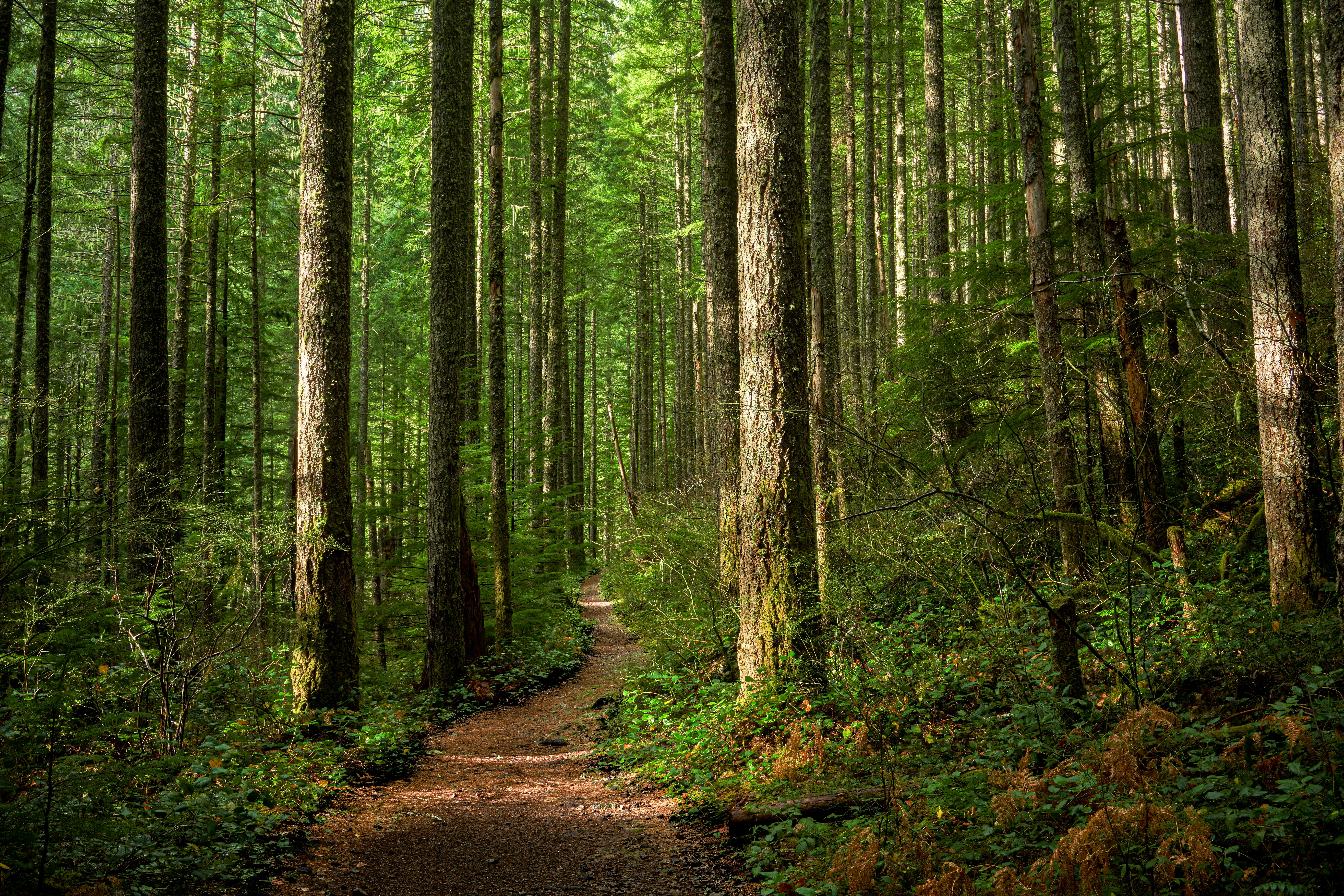 Woods