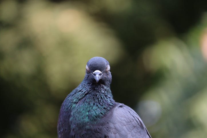 Blind pigeon