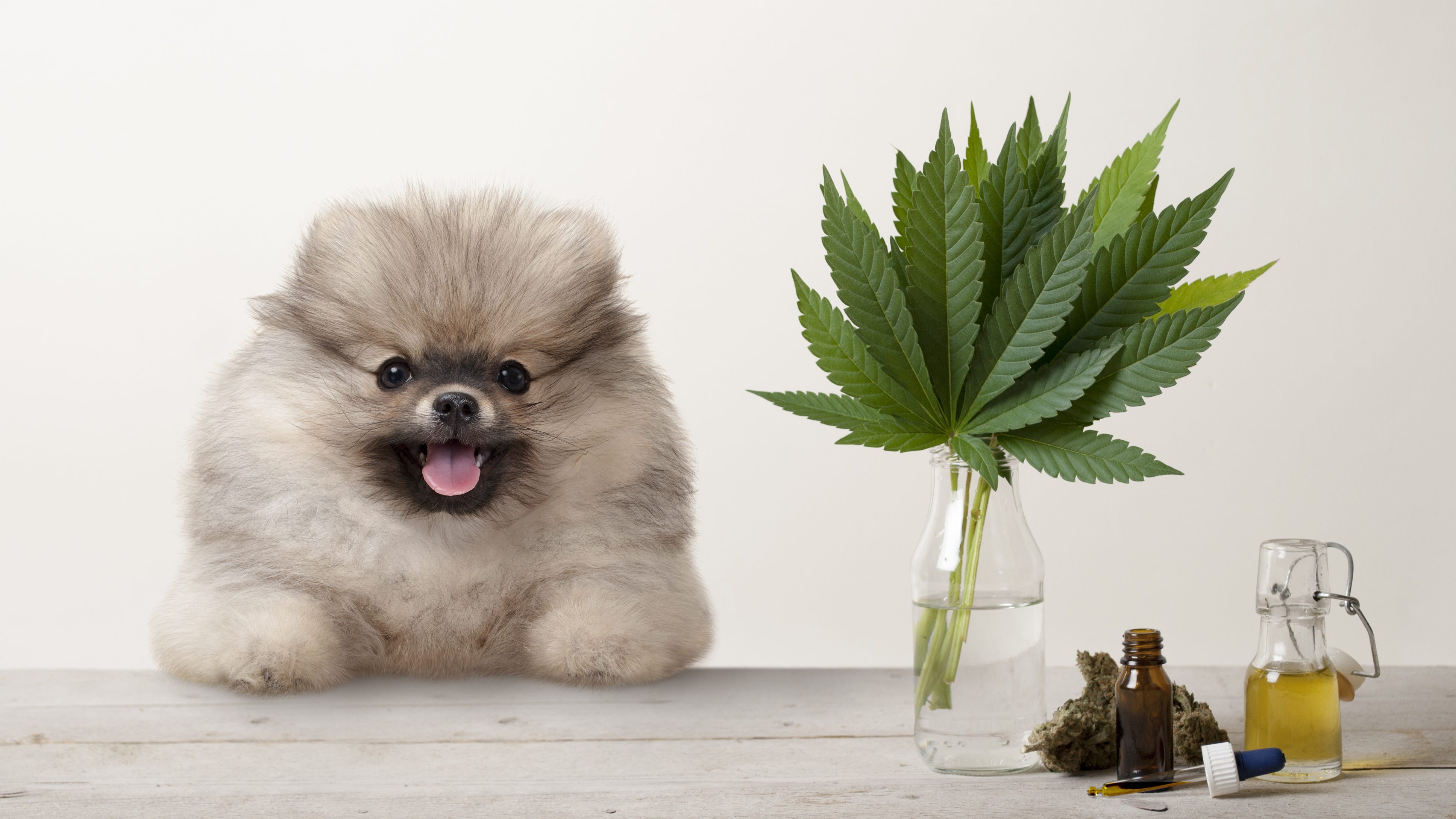 Pet poison hotline sees 448% increase in marijuana poisonings in 5 years