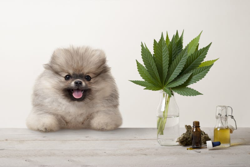 a little dog next to a pot leaf, some weed, and a tincture