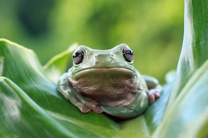 Frog
