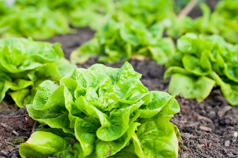 Vegetable garden