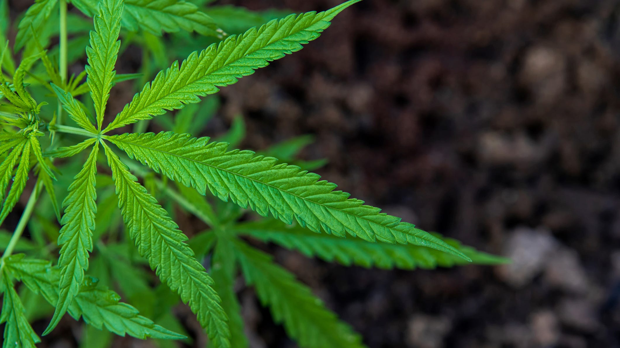 Louisiana lawmakers won't legalize marijuana this session