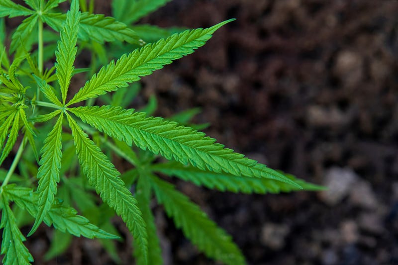 pot
