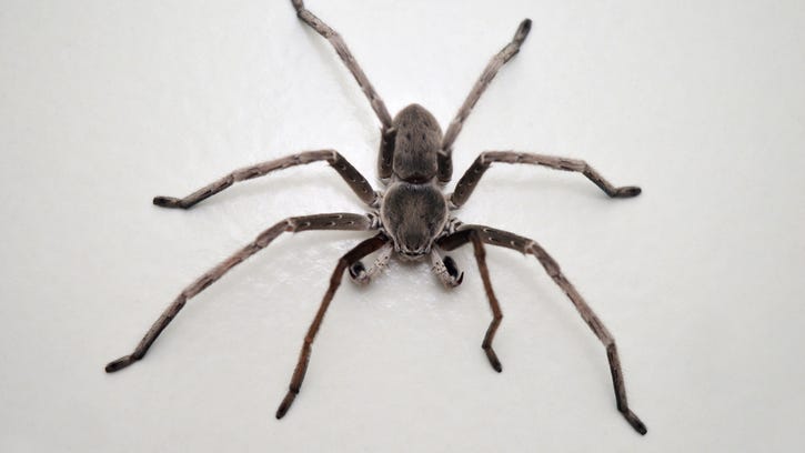 Yikes! Viral video shows dozens of spiders infesting woman's bedroom [WATCH]