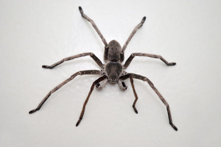 Huntsman spider