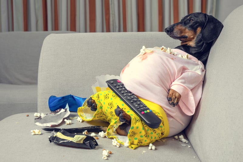 Dog couch potato eating a popcorn, chocolate, fast food and watching television.