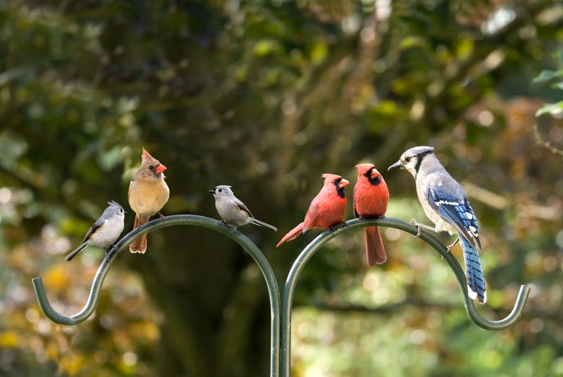 Birds