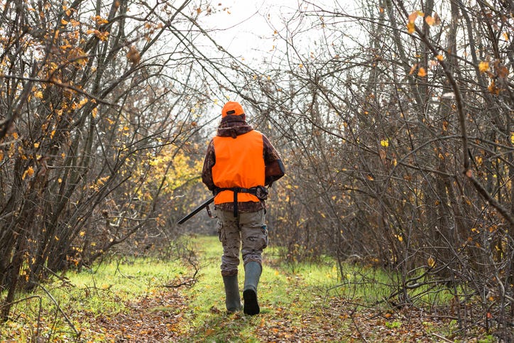 A hunter is seen from behind walking through a wooded area during the fall. He wears an orange vest and hat and carries a rifle.
