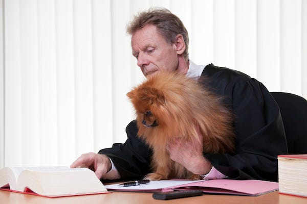 Judge reading a law book while holding a dog