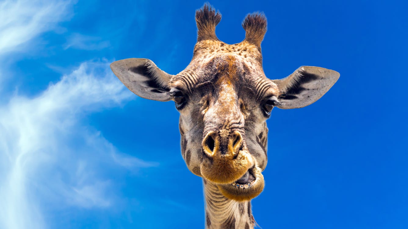WATCH: ‘Angry’ giraffe chases safari tourists racing away in truck