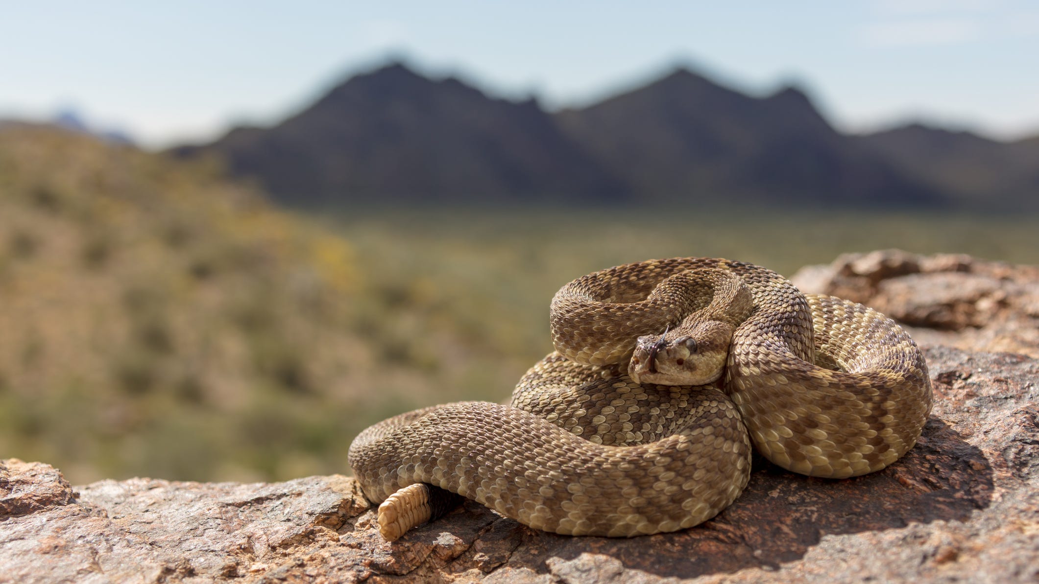 Rattlesnake spotting increasing after SoCal storms