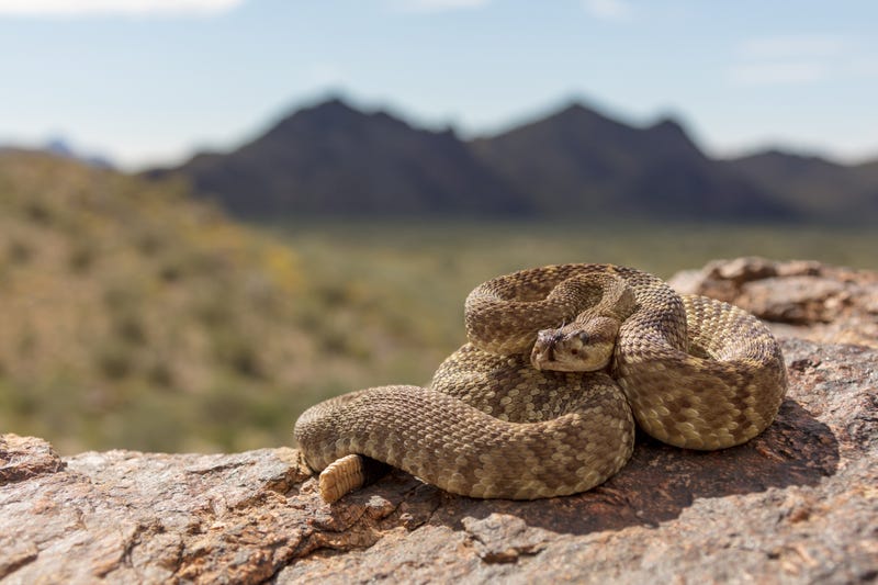 rattlesnake