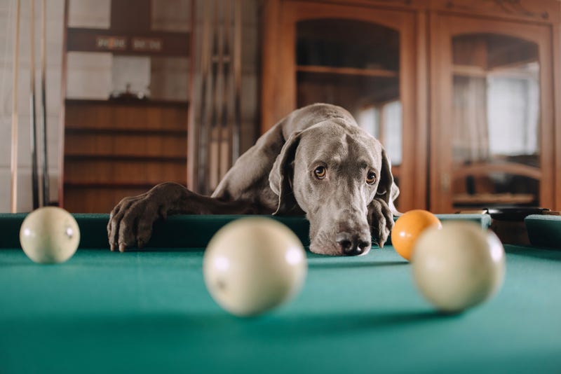 Weimaraner tries to play pool.