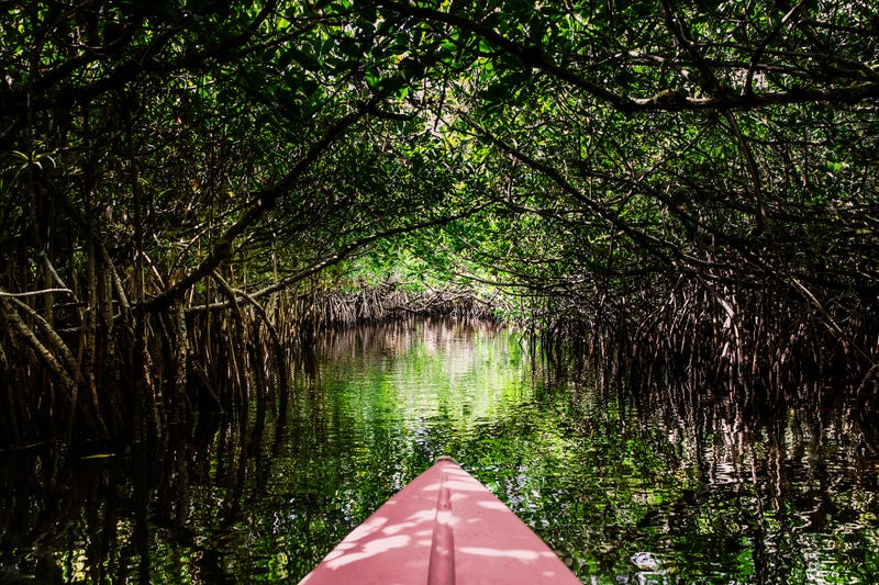 Everglades