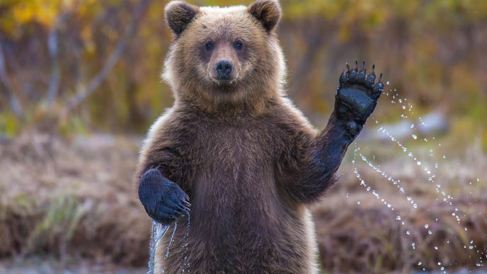 WATCH: Woman's 2 small dogs fearlessly chase huge brown bear out of her kitchen