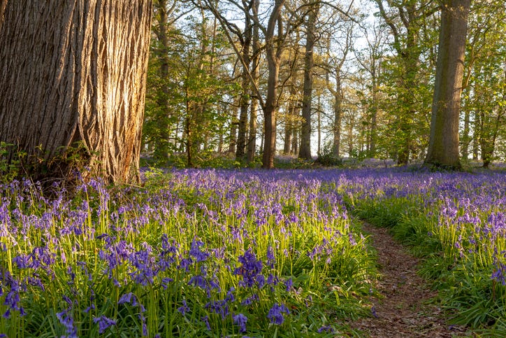 Wildflower trail