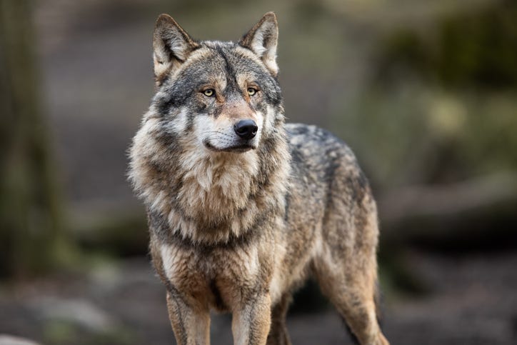 Portrait of a gray wolf