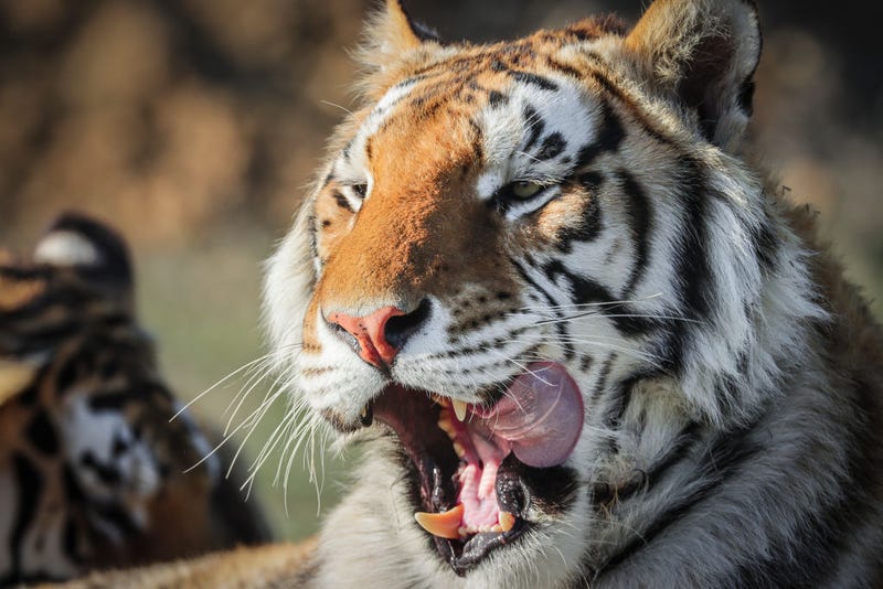 One of the 39 tigers rescued in 2017 from Joe Exotic's G.W. Exotic Animal Park relaxes at the Wild Animal Sanctuary on April 5, 2020 in Keenesburg, Colorado. Exotic, star of the wildly successful Netflix docu-series Tiger King, is currently in prison for a murder-for-hire plot and surrendered some of his animals to the Wild Animal Sanctuary. The Sanctuary cares for some 550 animals on two expansive reserves in Colorado.
